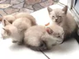 Gatinhos
