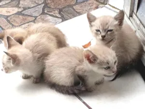 Gato raça Não sei idade Abaixo de 2 meses nome Gatinhos