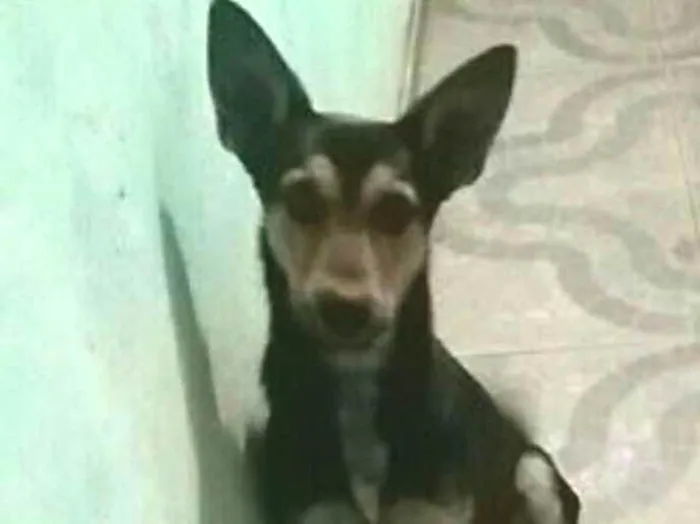 Cachorro ra a Indefida idade 7 a 11 meses nome Cacau