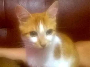 Gato raça  idade 2 a 6 meses nome Gato filhote