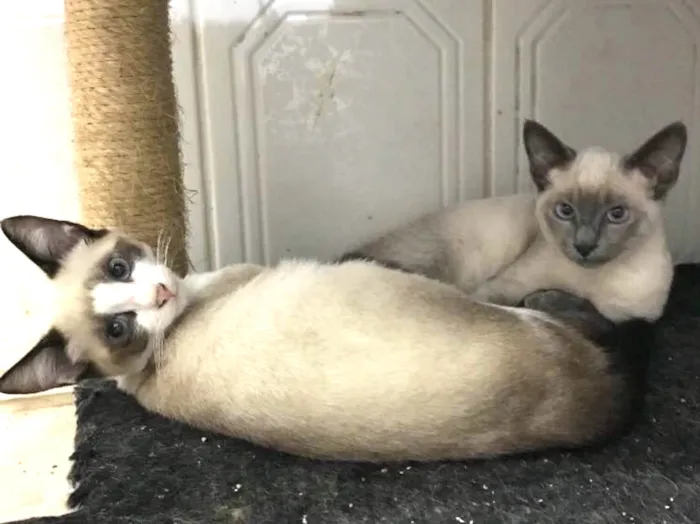 Gato ra a Siames idade 2 a 6 meses nome Sem nome