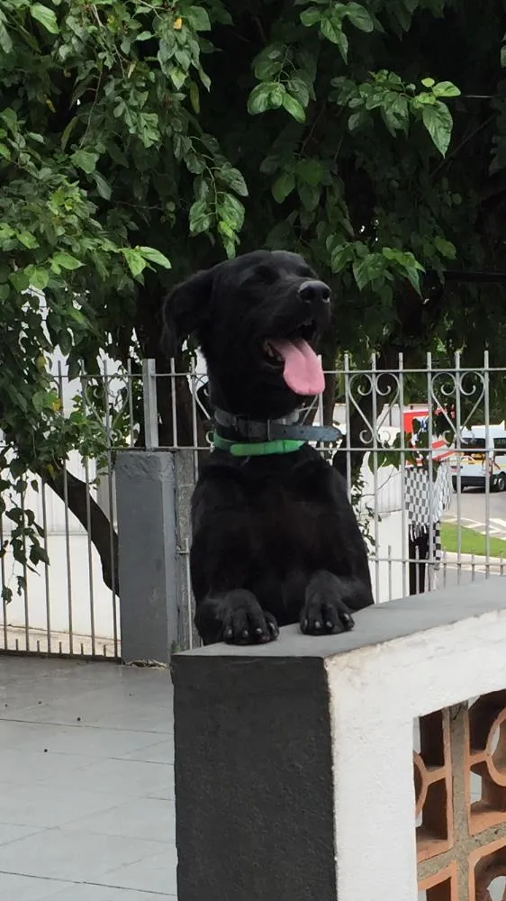 Cachorro ra a Labrador  idade 1 ano nome Kalil