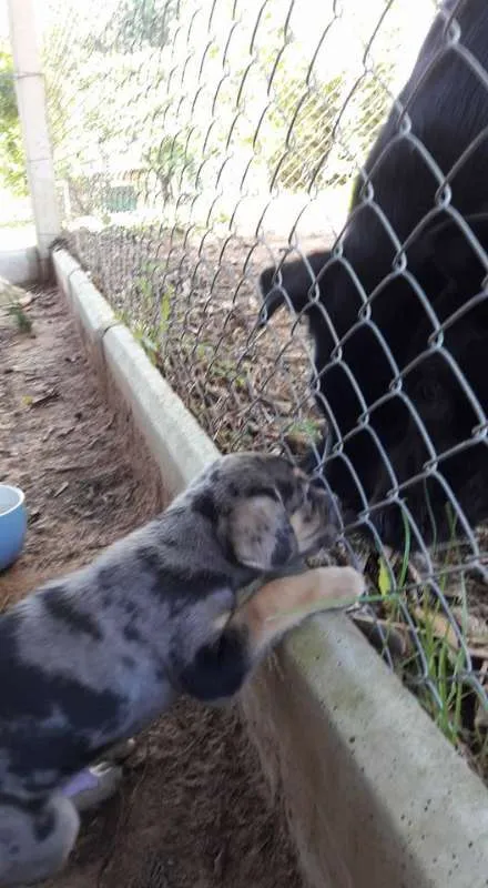 Cachorro ra a SRD idade Abaixo de 2 meses nome Filhotes