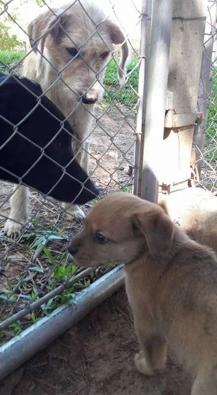 Cachorro ra a SRD idade Abaixo de 2 meses nome Filhotes