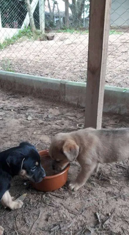 Cachorro ra a SRD idade Abaixo de 2 meses nome Filhotes