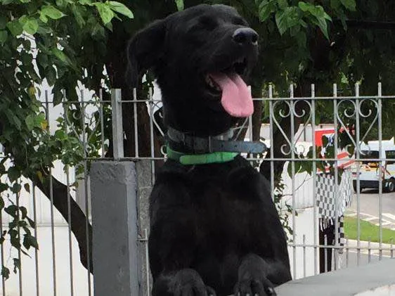 Cachorro ra a Labrador  idade 1 ano nome Kalil