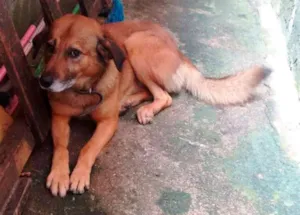 Cachorro raça Viralata idade 4 anos nome Marley