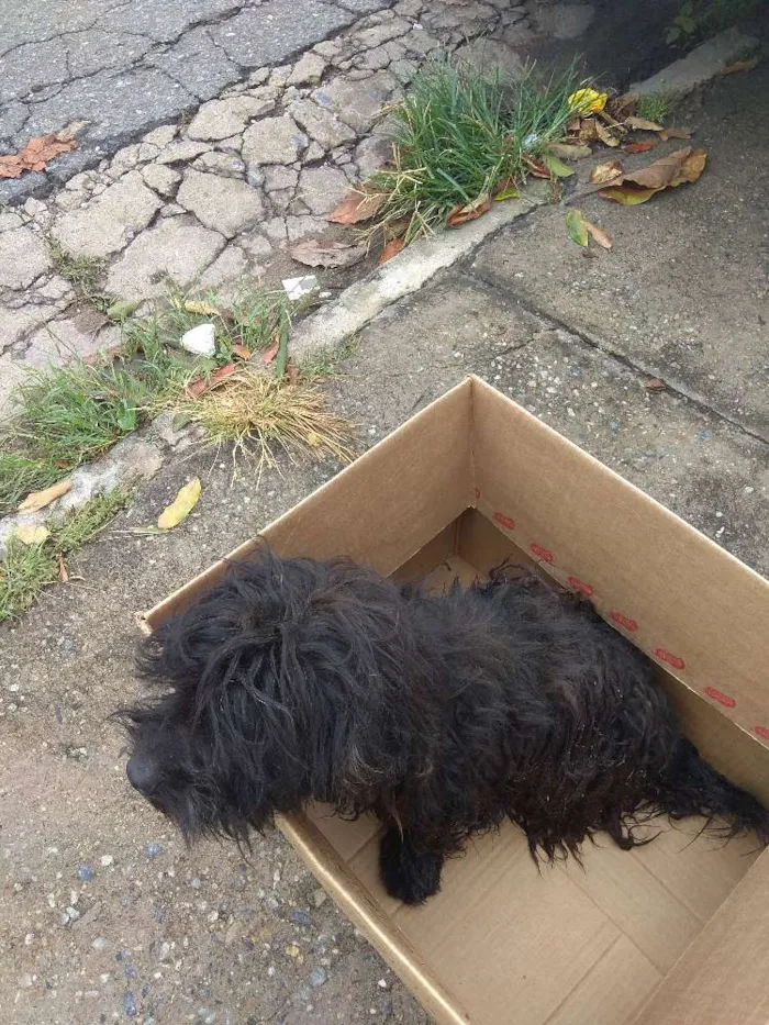 Cachorro raça Puldo idade 1 ano nome Valente