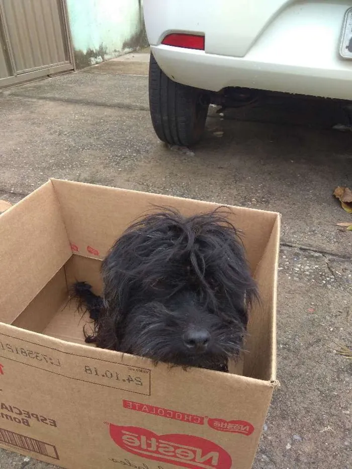 Cachorro raça Puldo idade 1 ano nome Valente