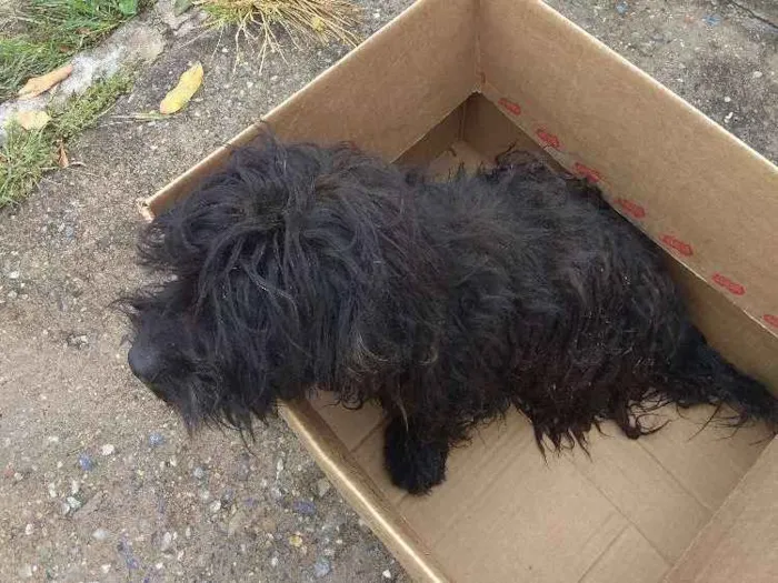 Cachorro raça Puldo idade 1 ano nome Valente