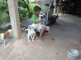 filhotes