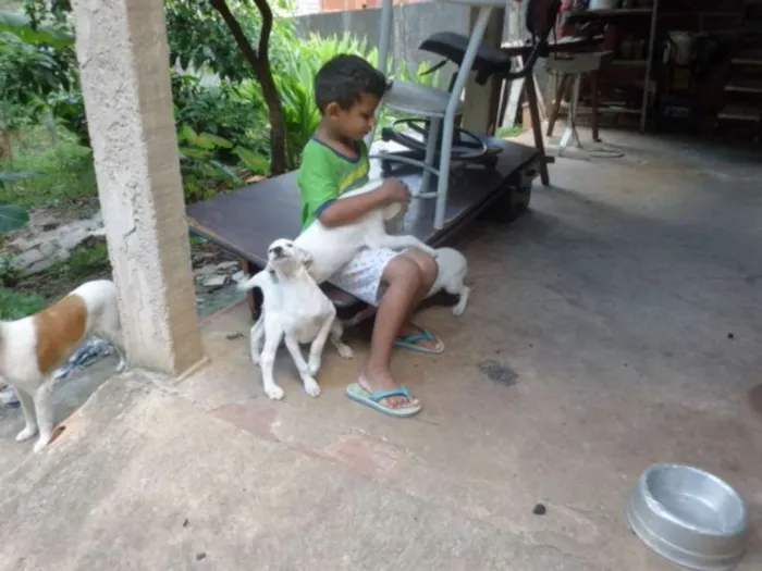 Cachorro ra a vira latas idade 2 a 6 meses nome filhotes
