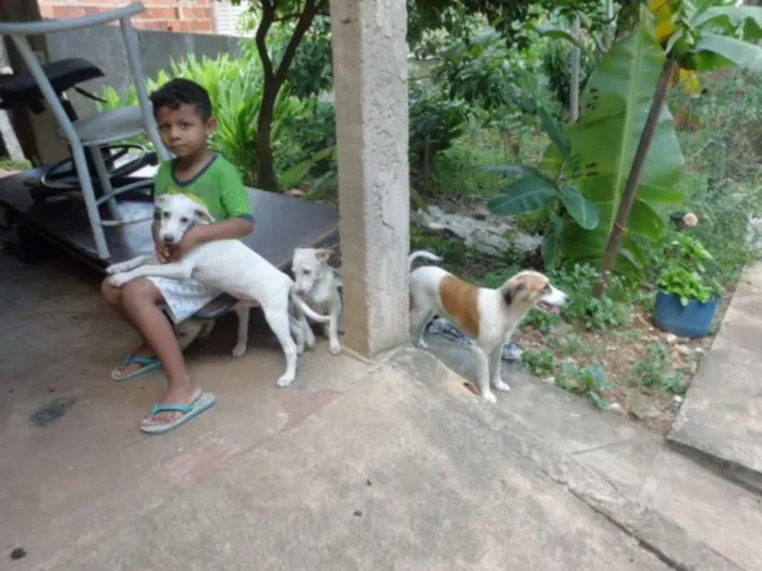 Cachorro ra a vira latas idade 2 a 6 meses nome filhotes