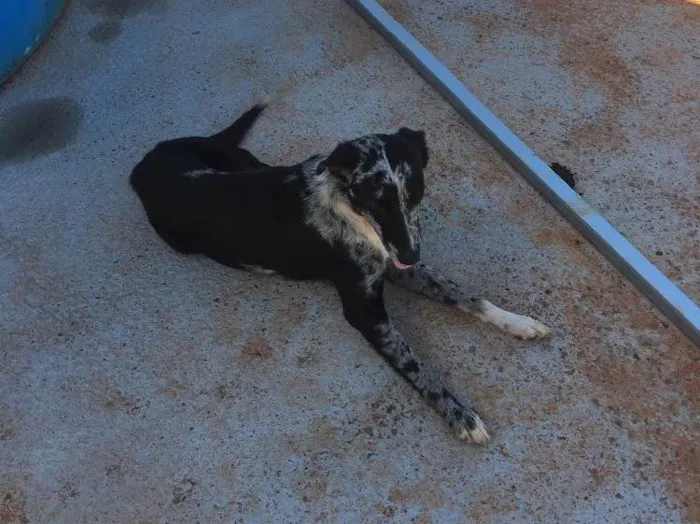 Cachorro raça SRD idade 3 anos nome Sem nome