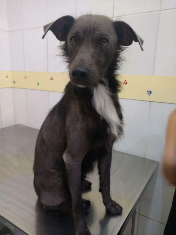 Cachorro raça Srd idade 2 anos nome Sem.nome