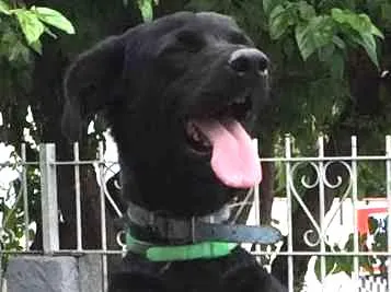 Cachorro ra a Labrador  idade 1 ano nome Kalil