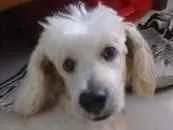 Cachorro raça Poodle idade 6 ou mais anos nome Nani