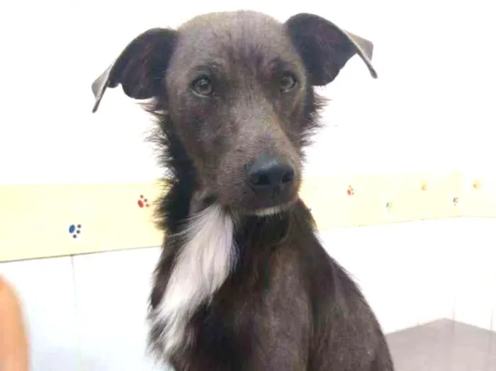 Cachorro raça Srd idade 2 anos nome Sem.nome