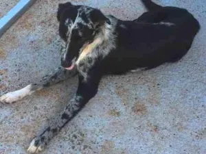Cachorro raça SRD idade 3 anos nome Sem nome