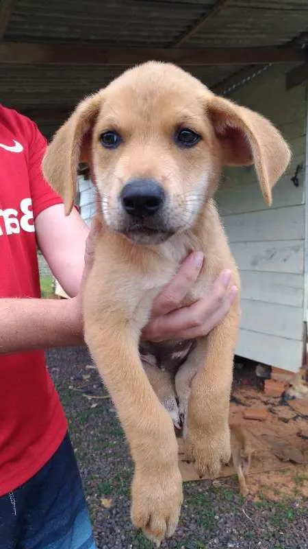 Cachorro ra a SRD idade Abaixo de 2 meses nome Jhon Snow