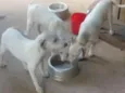 filhotes
