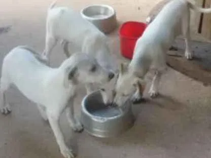 Cachorro ra a vira latas idade 2 a 6 meses nome filhotes