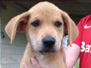 Cachorro raça SRD idade Abaixo de 2 meses nome Jhon Snow