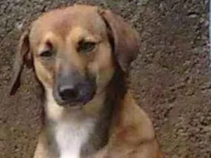 Cachorro raça Vira lata idade 2 anos nome Sereia