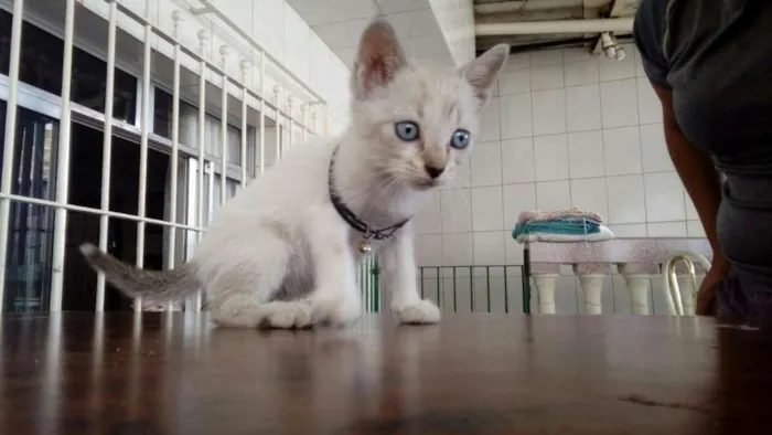 Gato ra a  idade 2 a 6 meses nome Lady