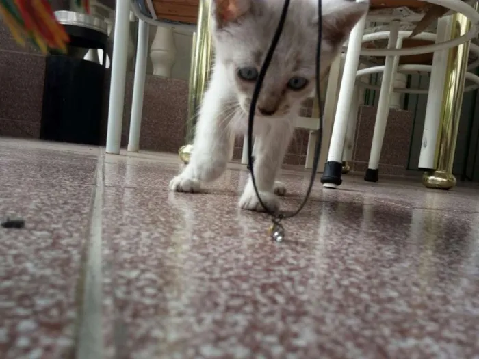 Gato ra a  idade 2 a 6 meses nome Lady