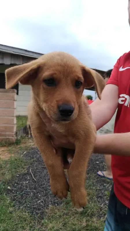 Cachorro ra a SRD idade Abaixo de 2 meses nome Ygritte