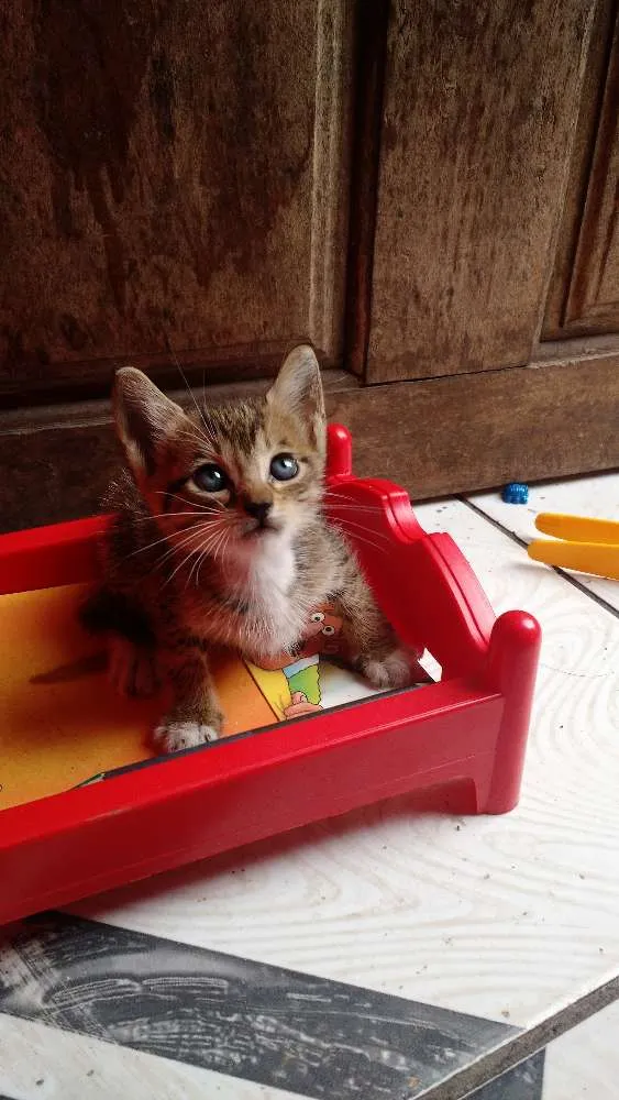 Gato raça  idade Abaixo de 2 meses nome Arya 