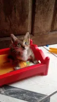 Arya