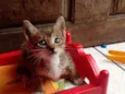 Arya 