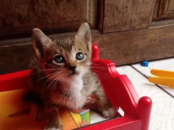 Gato raça  idade Abaixo de 2 meses nome Arya 