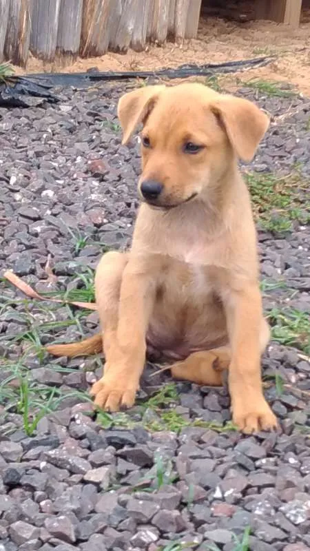 Cachorro ra a SRD idade Abaixo de 2 meses nome Melisandre
