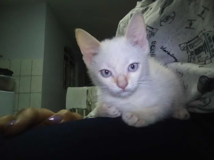 Gato ra a Não sei a raça  idade 2 a 6 meses nome Segue m nome