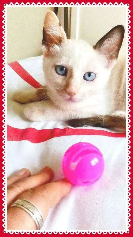 Gato ra a SRD idade 2 a 6 meses nome Luna e Petruquio