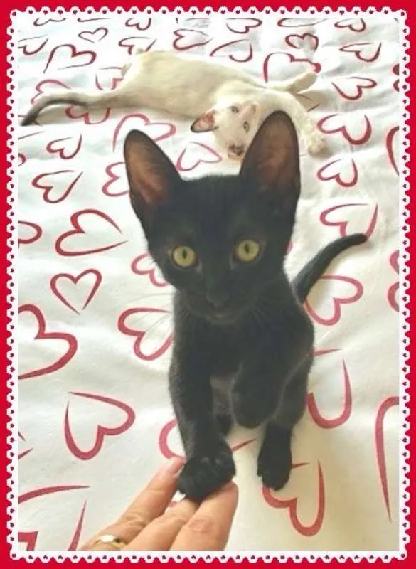 Gato ra a SRD idade 2 a 6 meses nome Luna e Petruquio