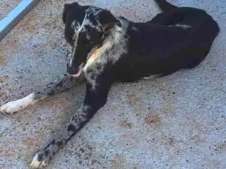 Cachorro raça SRD idade 3 anos nome Sem nome