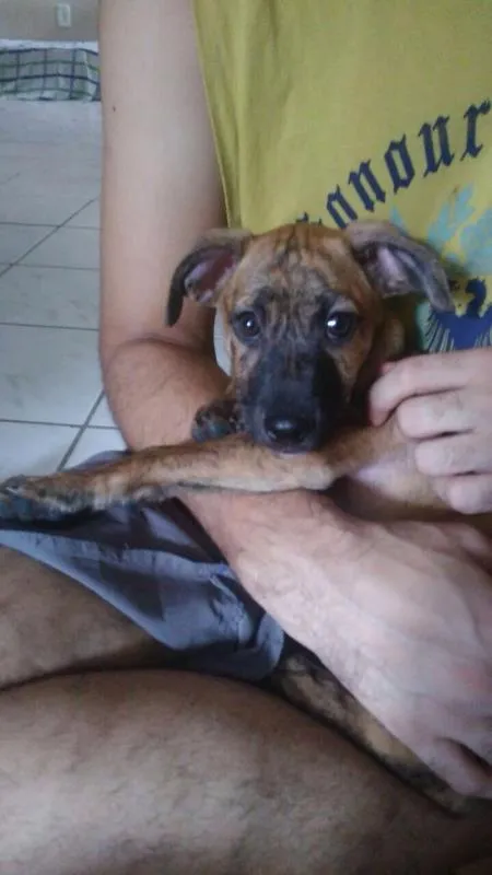 Cachorro raça  idade 2 a 6 meses nome Luna