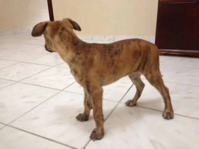 Cachorro raça  idade 2 a 6 meses nome Luna