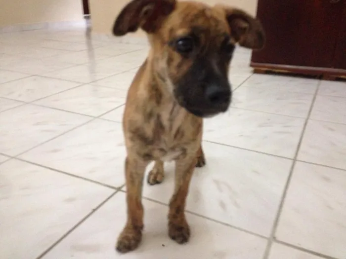 Cachorro raça  idade 2 a 6 meses nome Luna