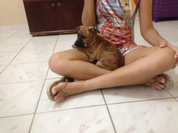 Cachorro raça  idade 2 a 6 meses nome Luna