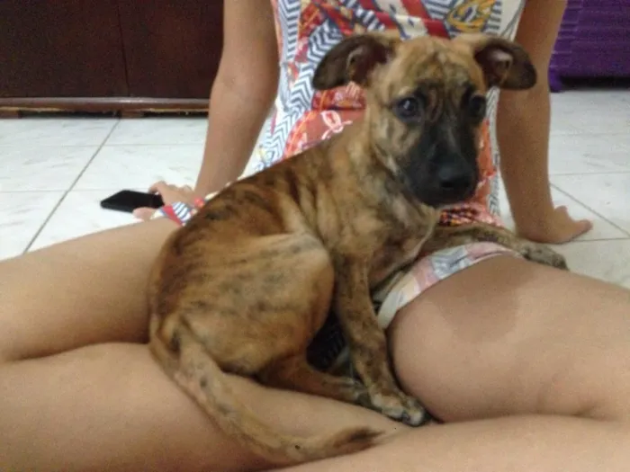 Cachorro raça  idade 2 a 6 meses nome Luna