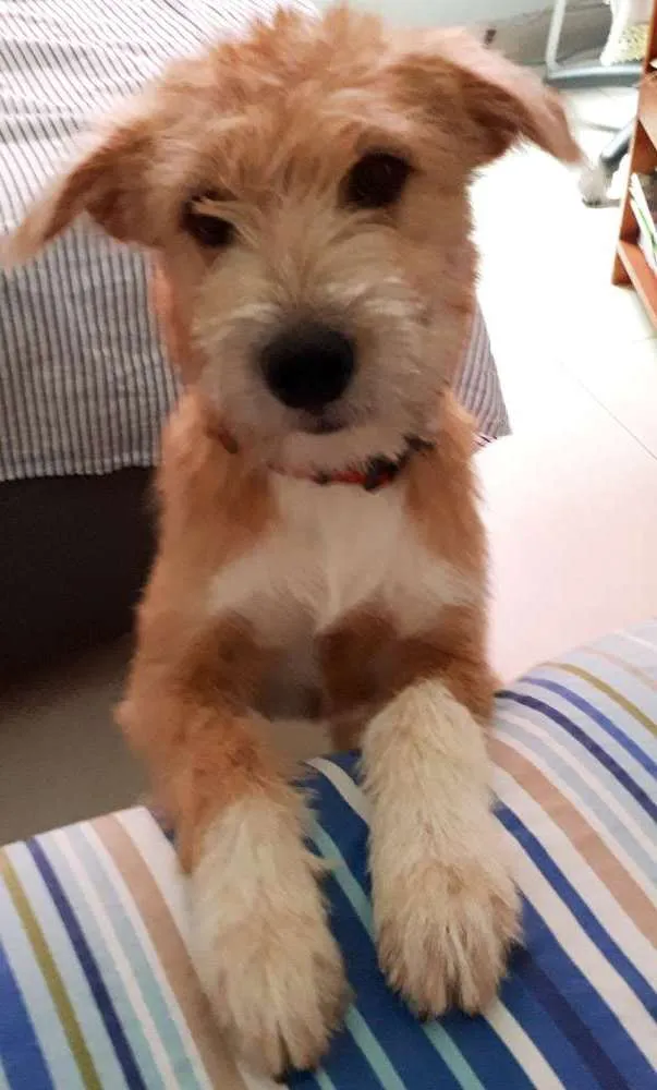 Cachorro ra a SRD idade 2 a 6 meses nome Inhoque
