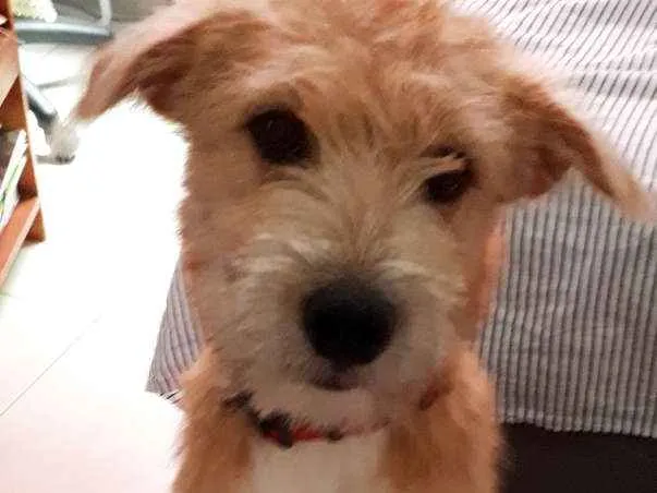 Cachorro ra a SRD idade 2 a 6 meses nome Inhoque