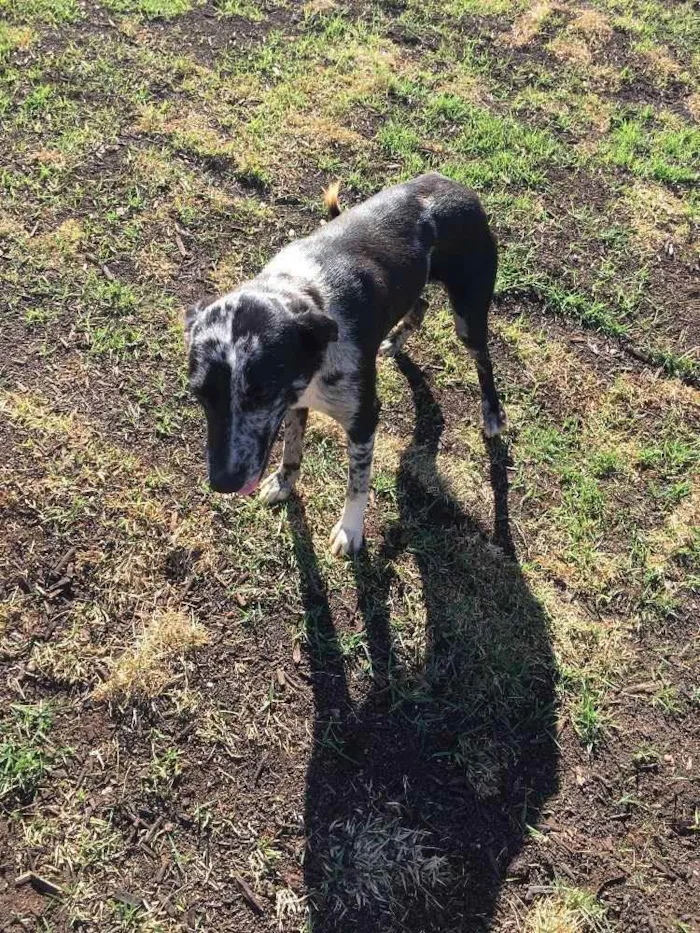 Cachorro ra a SRD idade 3 anos nome Sem nome