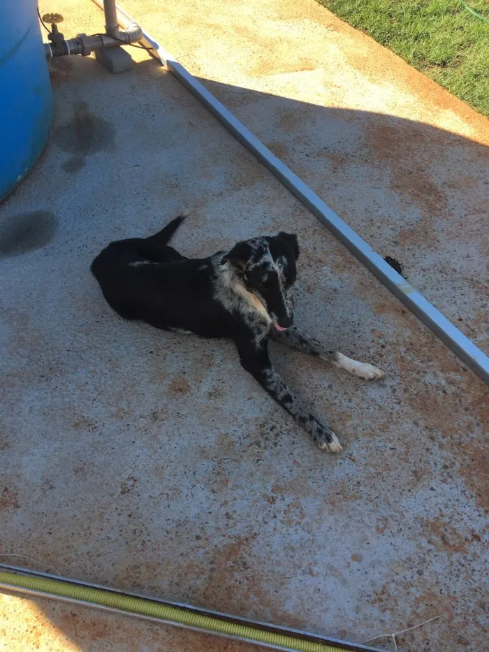 Cachorro ra a SRD idade 3 anos nome Sem nome