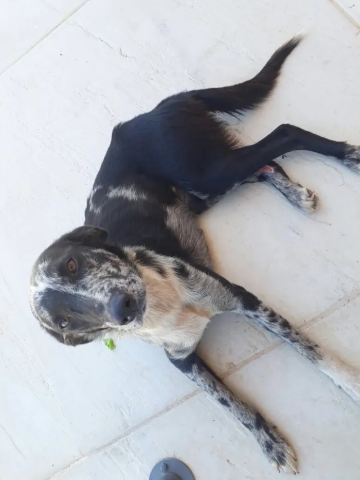 Cachorro ra a SRD idade 3 anos nome Sem nome